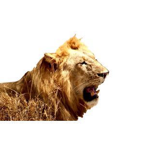 A Majestic Lion Rests Amidst Dry Savanna Grasslands In Serengeti National Park. 14867 - Cat PNG image with transparent background